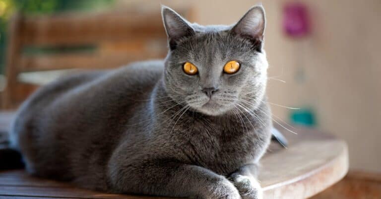Chartreux laying on the floor