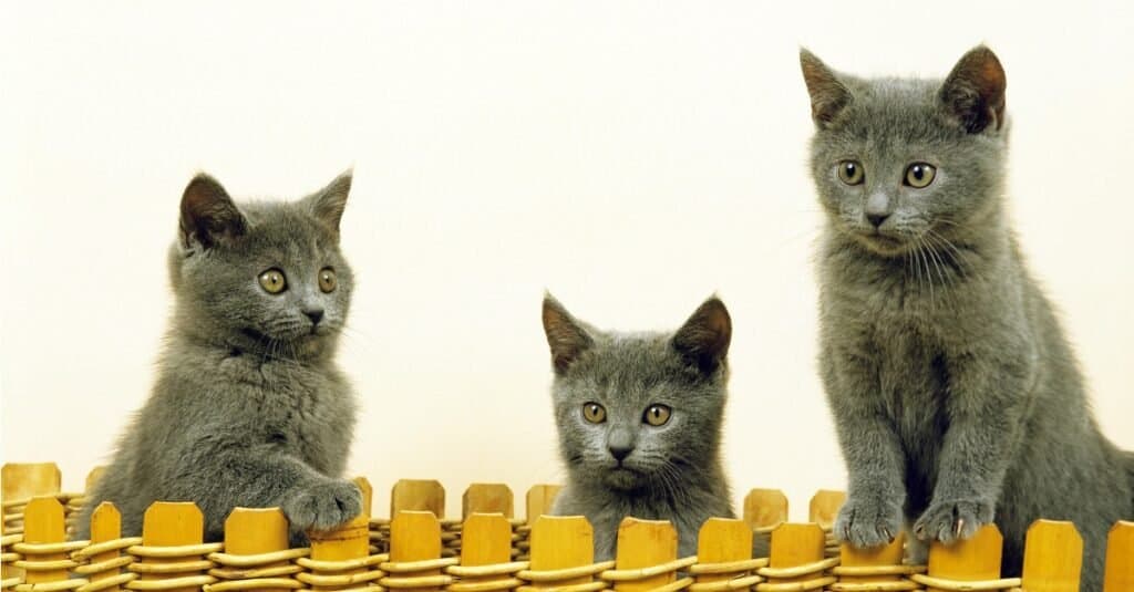 Chartreux kittens in a play pen