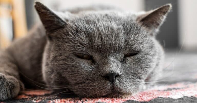 close up of Chartreux sleeping