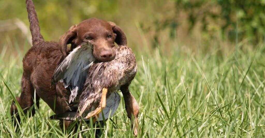 Chesapeake Bay Retriever vs Labrador Retriever