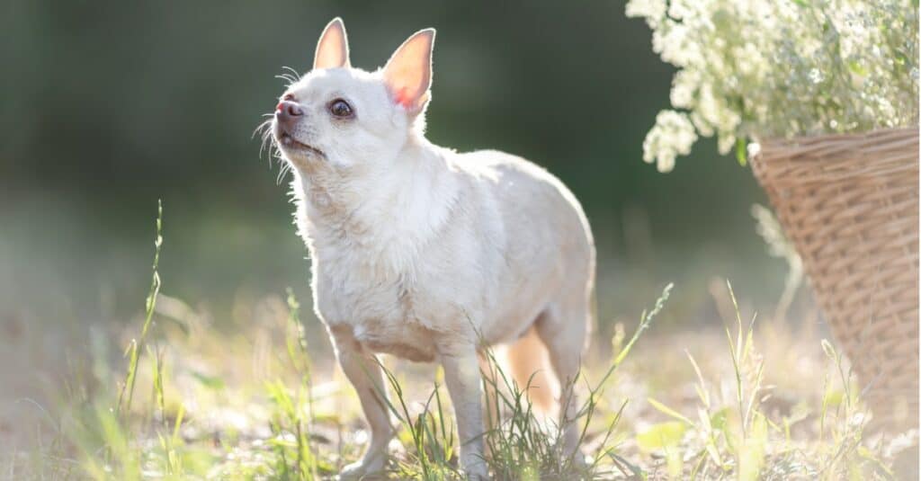 Chihuahua basking in sun by basket of flowers