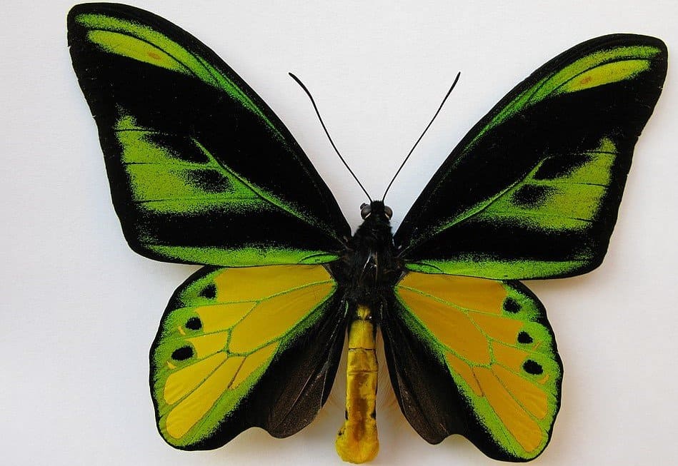 10 Most Beautiful Butterflies From Around The World