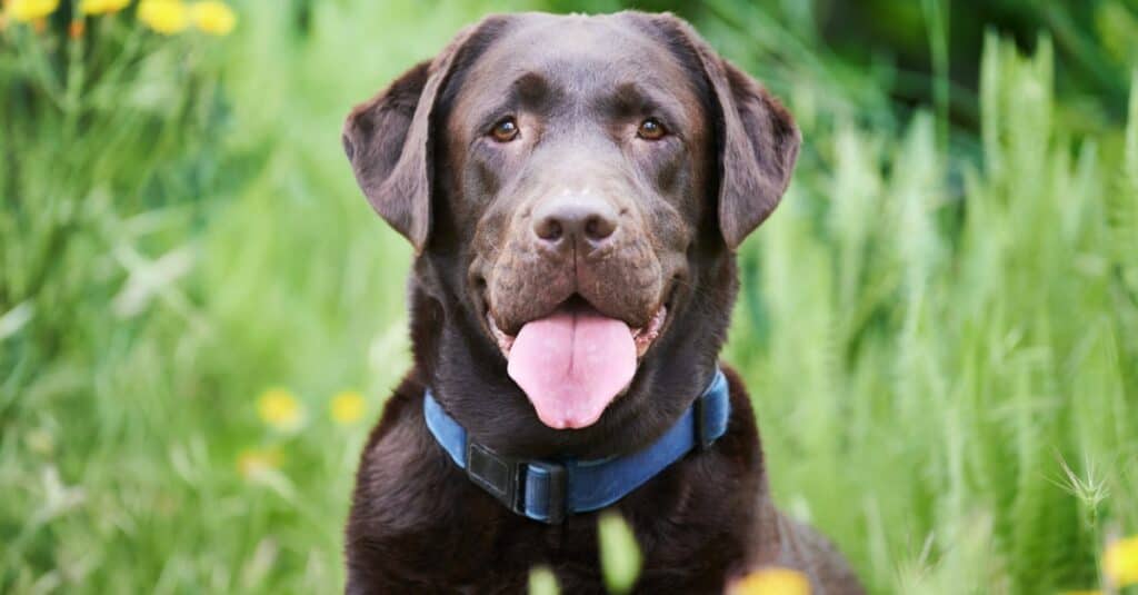 Chocolate Lab with blue collar with tongue out
