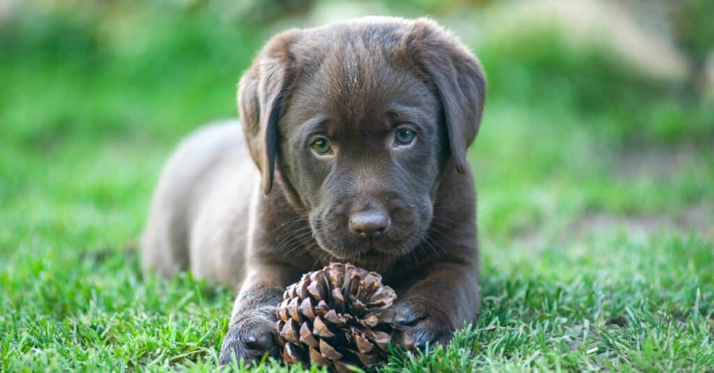 Chocolate Lab puppy laying in grass with a pinecone