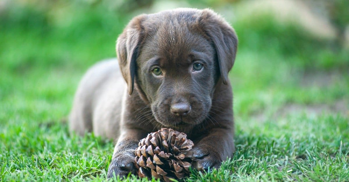 Discover Which Animals Can Eat Chocolate (And Which Ones Can't) AZ