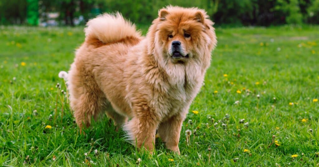 Chow Chow standing in field with flowers