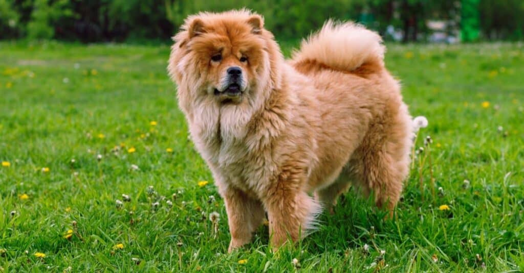 Chow chow standing in field.