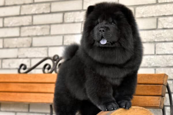 Chow Chows are one of the oldest recognized breeds. 