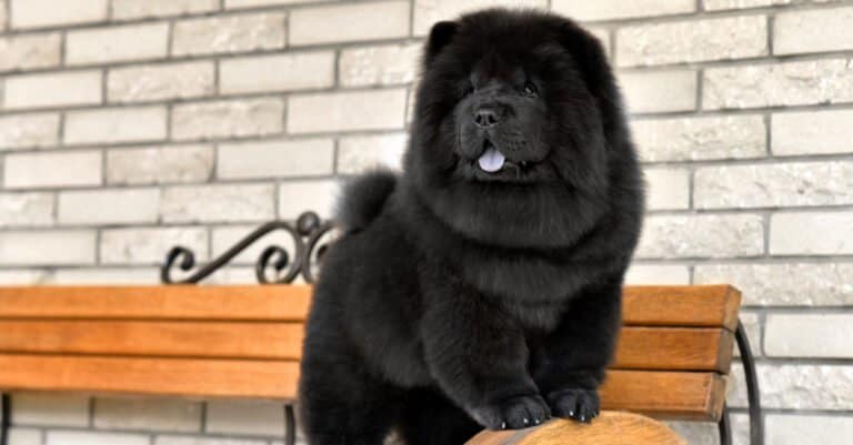 Chow Chow puppy standing up on a bench