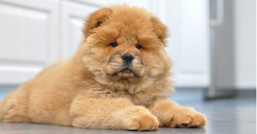 Chow Chow puppy lying on the kitchen floor