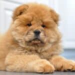 Chow Chows are smart, affectionate, and compatible with kids. 