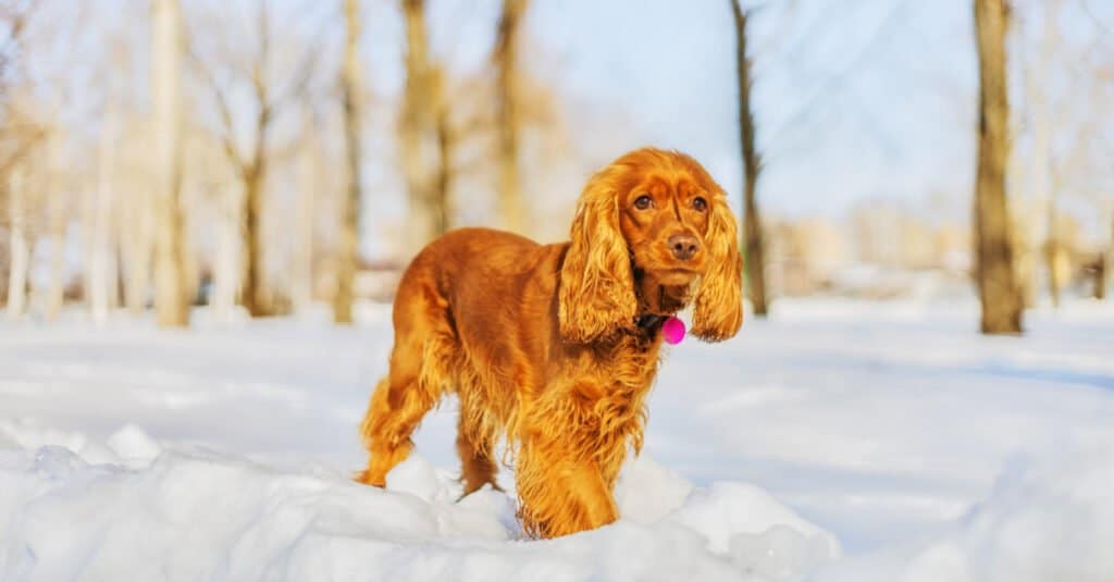 cocker spaniel walking in the snow