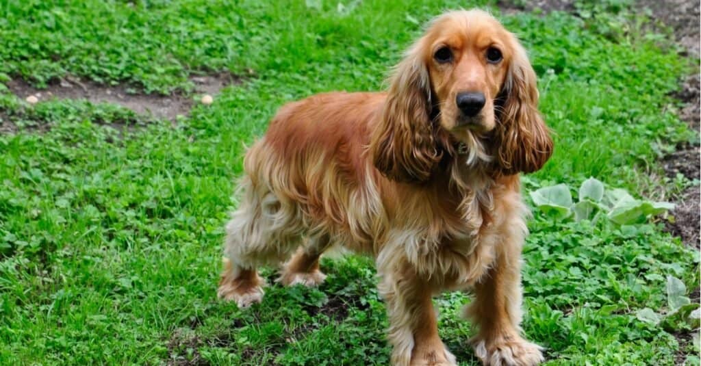 Cocker Spaniel standing outside in the grass