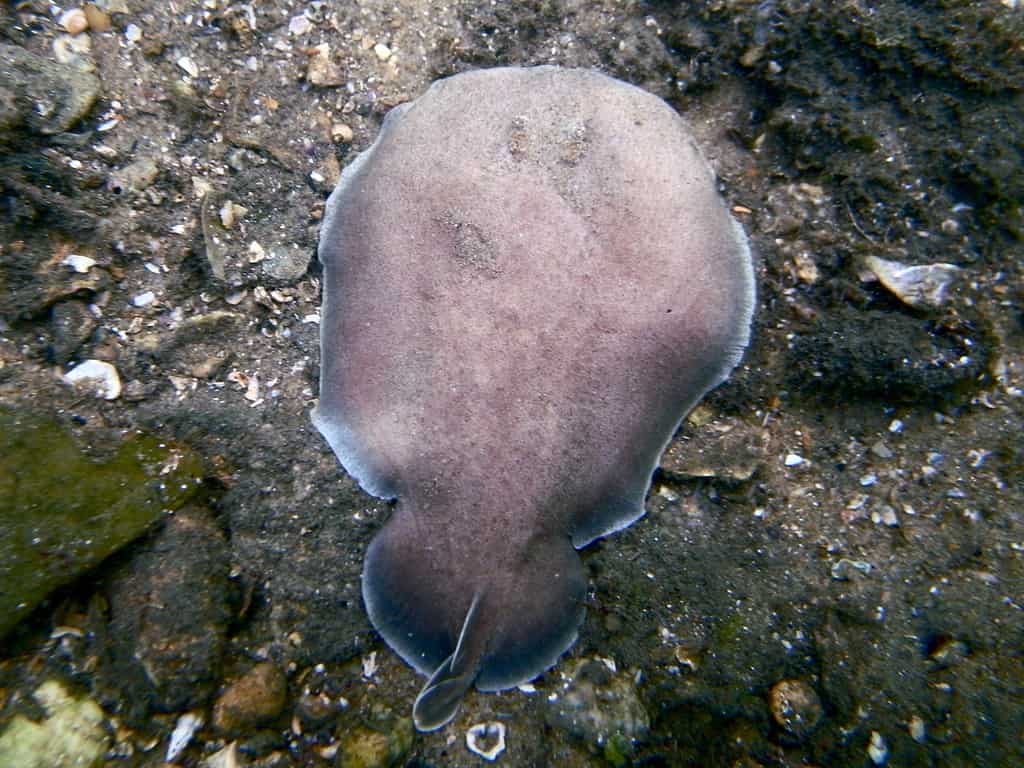 Coffin ray (Hypnos monopterygius) in his wild habitat, 1.5m depth, close to shore at Parsley Bay, Sydney, NSW, Australia.