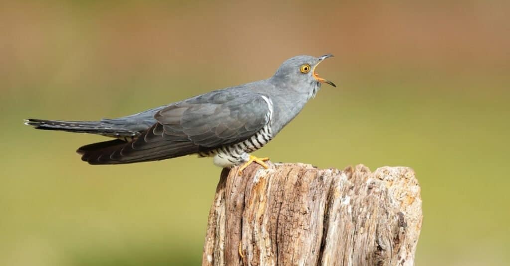 Bird that steals nests: The Common Cuckoo