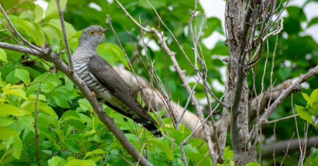 Bird that steal nests: The Common Cuckoo 