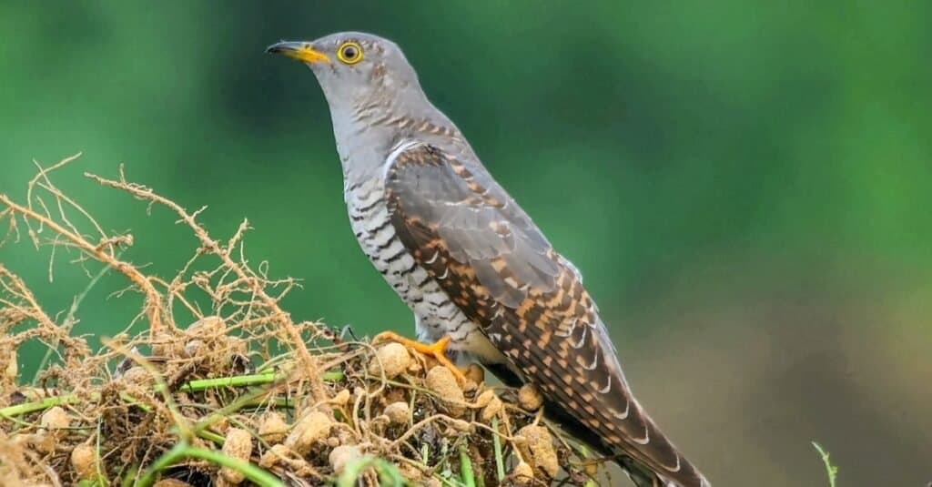 cuckoo bird nest stealing