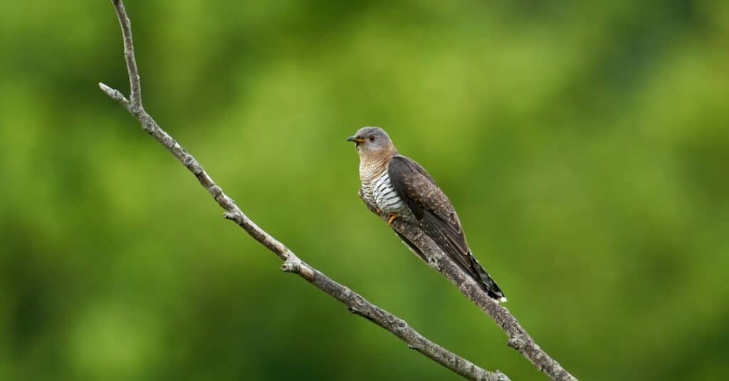 Bird that steals nests: The Common Cuckoo 