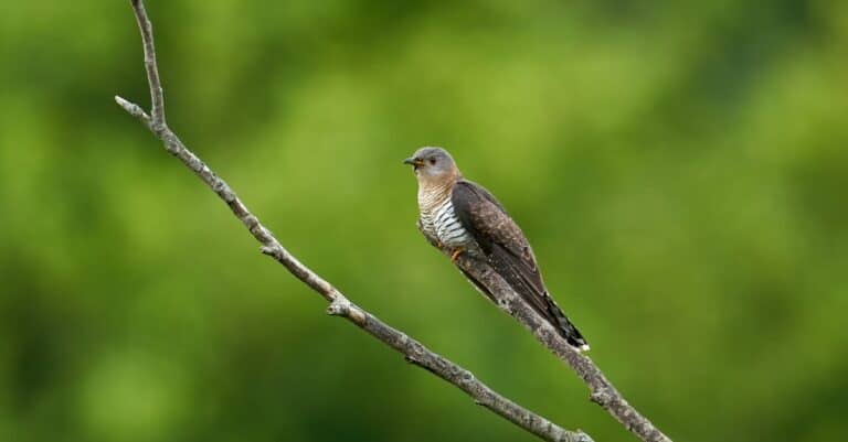 Bird that steals nests: The Common Cuckoo