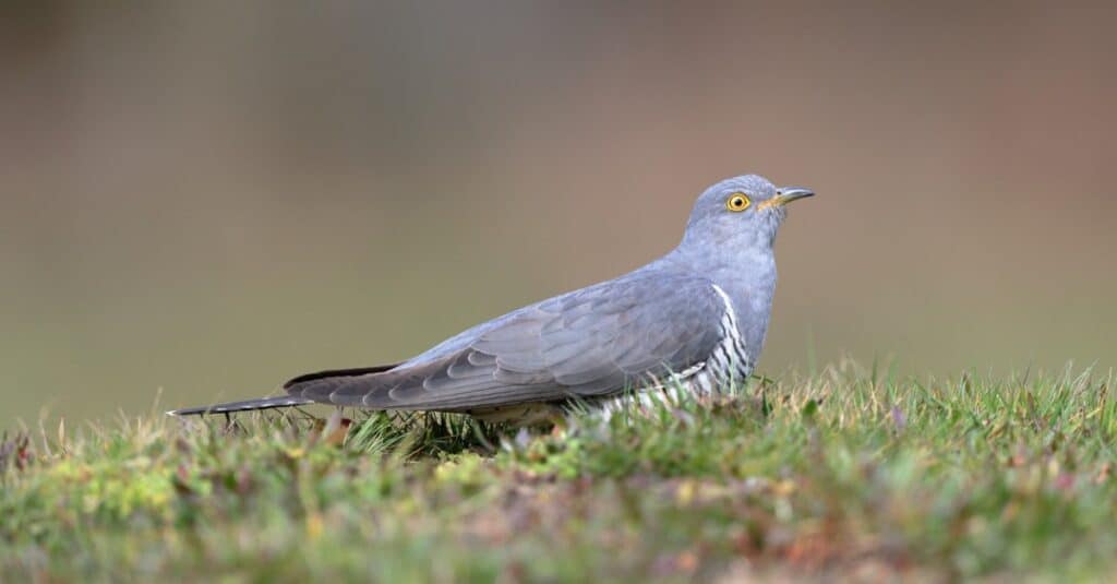 Bird that steals nests: The Common Cuckoo 