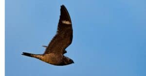 Meet the Common Nighthawk: A Bird Known by the White Stripe on Its Wing Picture