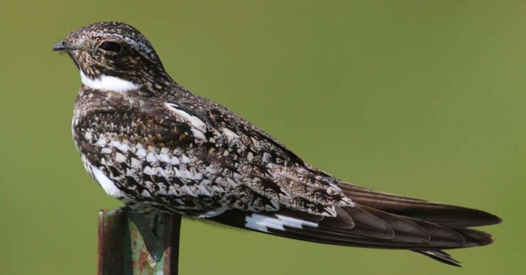 Bird known by the white stripe on its wing: Common Nighthawk 