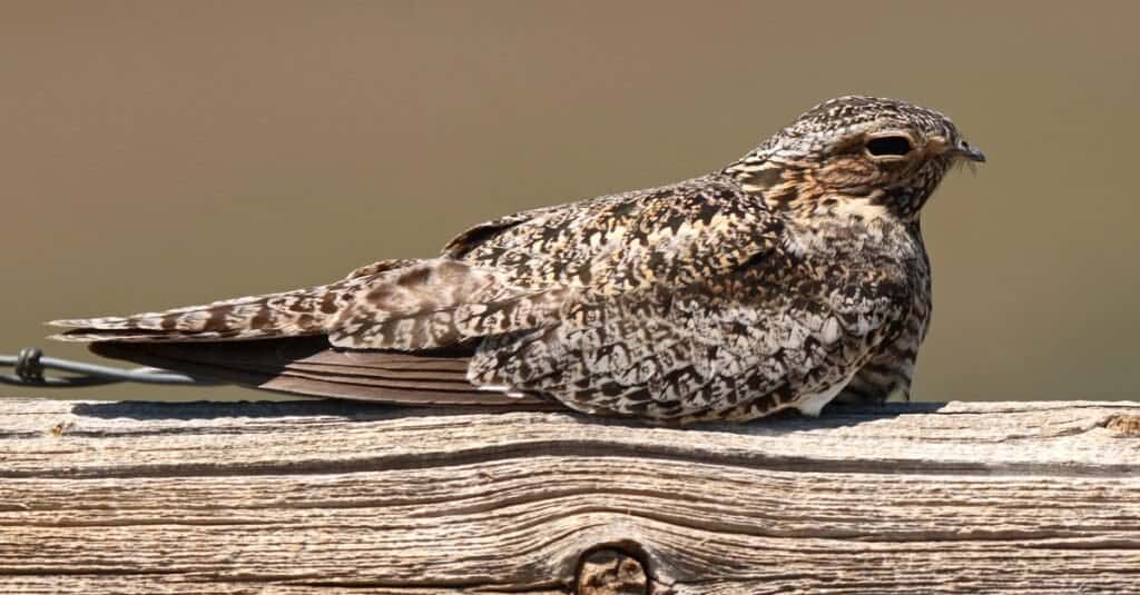 Bird known by the white stripe on its wing: Common Nighthawk 