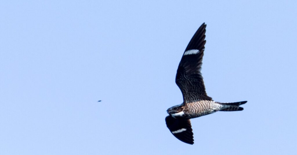 Bird known by the white stripe on its wing: Common Nighthawk 