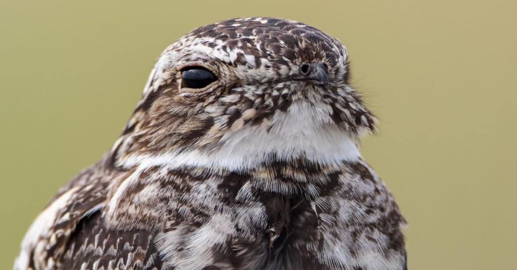 Bird known by the white stripe on its wing: Common Nighthawk 