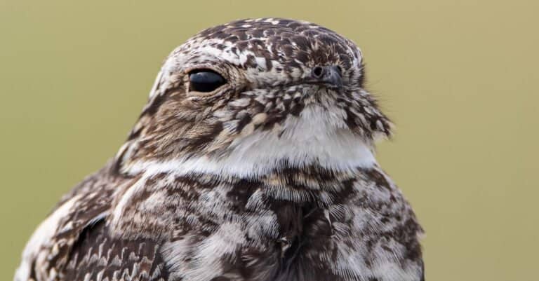 Bird known by the white stripe on its wing: Common Nighthawk