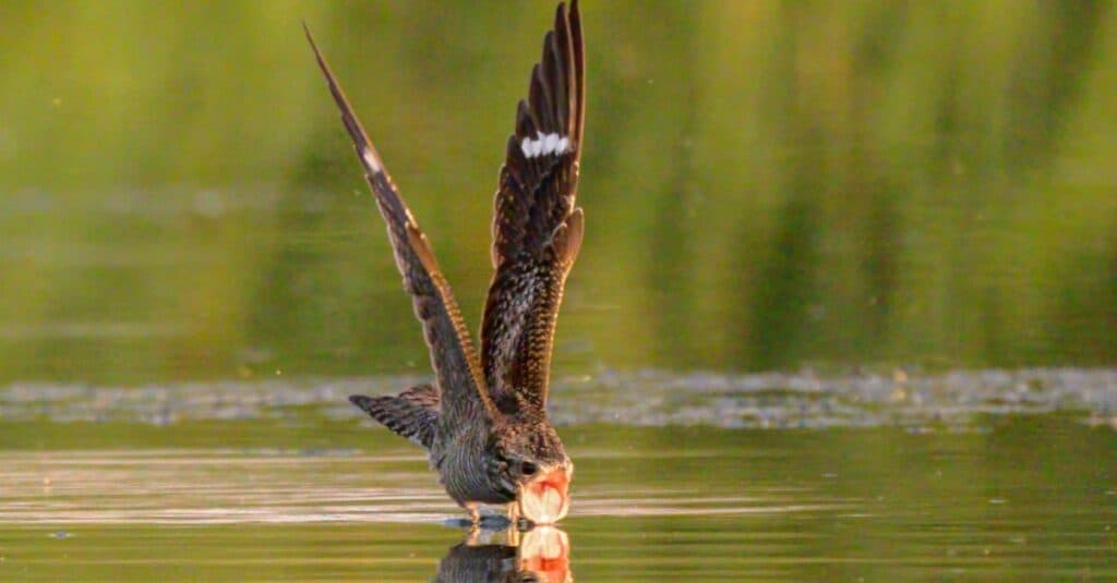 นกที่รู้จักกันโดยแถบสีขาวบนปีก: Common Nighthawk