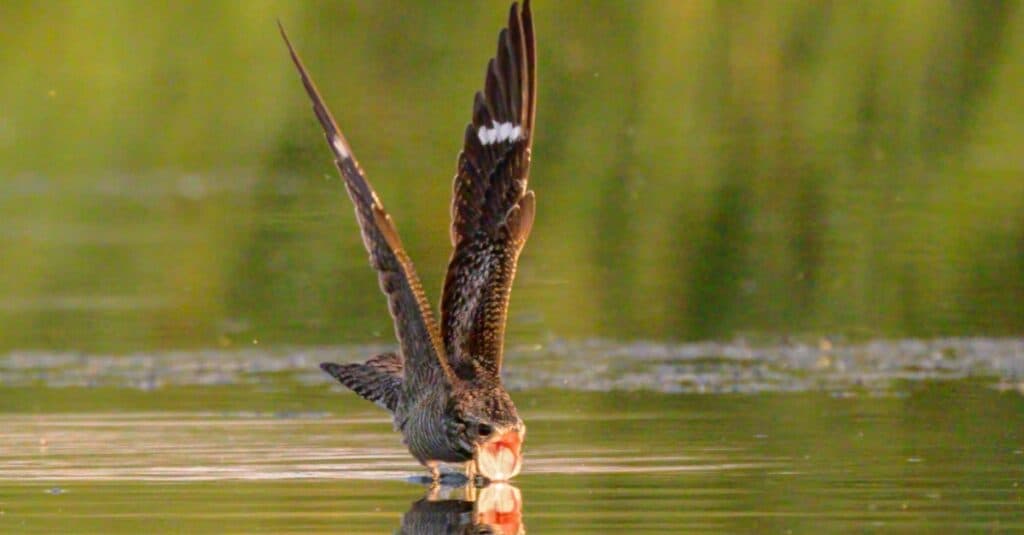 Bird known by the white stripe on its wing: Common Nighthawk