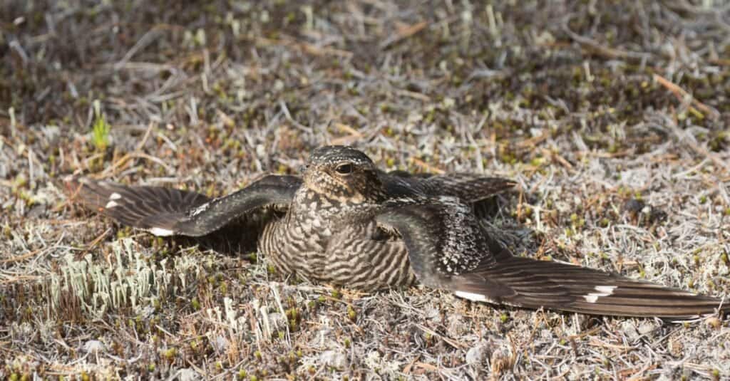 Bird known by the white stripe on its wing: Common Nighthawk 