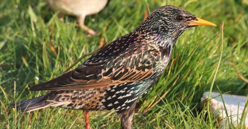 Birds that eat wasps: Common Starling