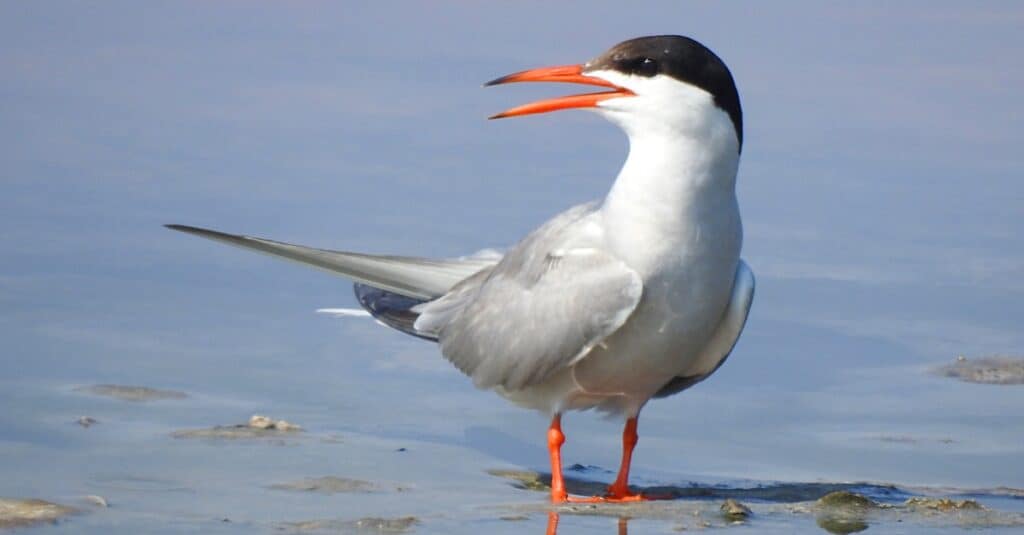 Birds that eat fish: Common Tern