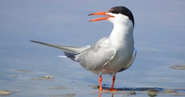 8 Islands in the Middle of the Atlantic Ocean - A-Z Animals