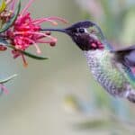 Anna's Hummingbird is aggressive in protecting its territory, and can dive to attack at up to 60 mph. 