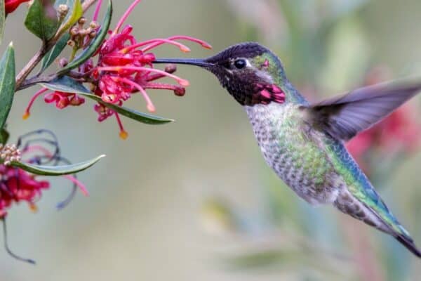Anna's Hummingbird is aggressive in protecting its territory, and can dive to attack at up to 60 mph. 