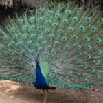 Peacocks are big, colorful pheasants with a reputation for their lustrous tails.