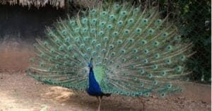Discover the Reasons Why Peacocks Spread Their Feathers Picture
