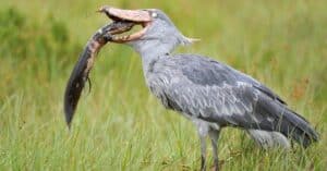 Shoebill Stork vs Crocodile: Who Would Win in a Fight? Picture