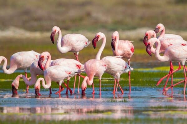 A flock of Greater Flamingo (Phoenicopterus roseus) feeding and wading in the shallows of the lagoon water at West Coast national park in Western Cape, South Africa.