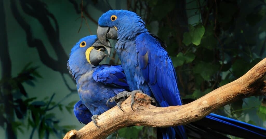 Cockatoo vs Macaw