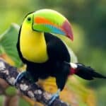 A Keel-billed Toucan sitting on a branch in the jungle.