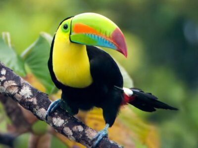 A Toucan Quiz: Test Your Knowledge!