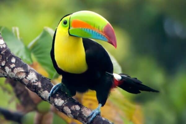 A Keel-billed Toucan sitting on a branch in the jungle.
