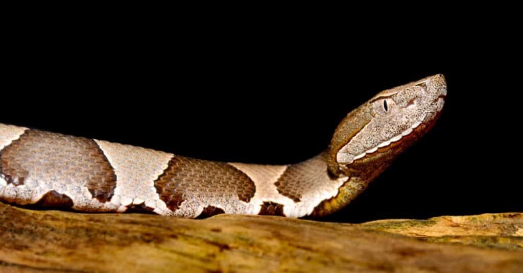 cottonmouth vs copperhead