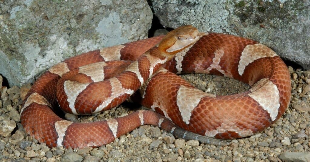 What does a copperhead snake look like?