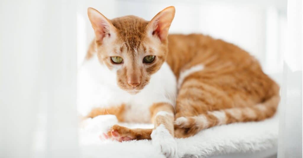 Cornish Rex curled up on cat tower