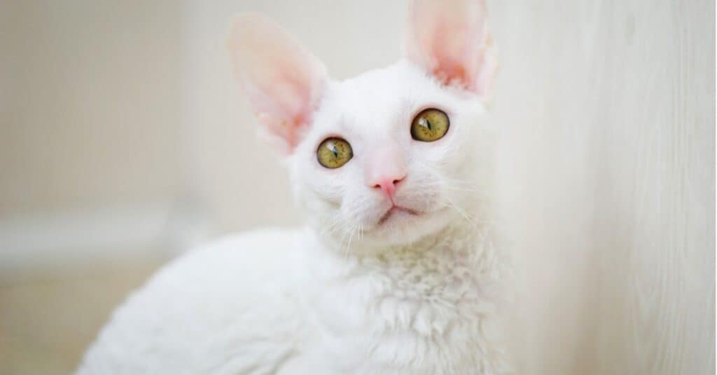 close up of a Cornish Rex